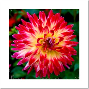 Rainbow Dahlia Posters and Art